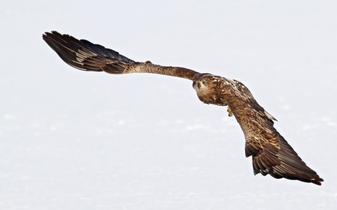 Poisoning of white-tailed eagle must be stopped