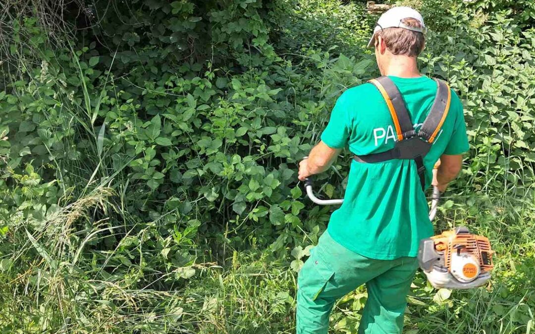 Year Two of Invasive Species Removal in Drava Forest Park