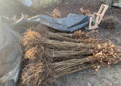 Volunteering Tree Planting Event in Slovenia
