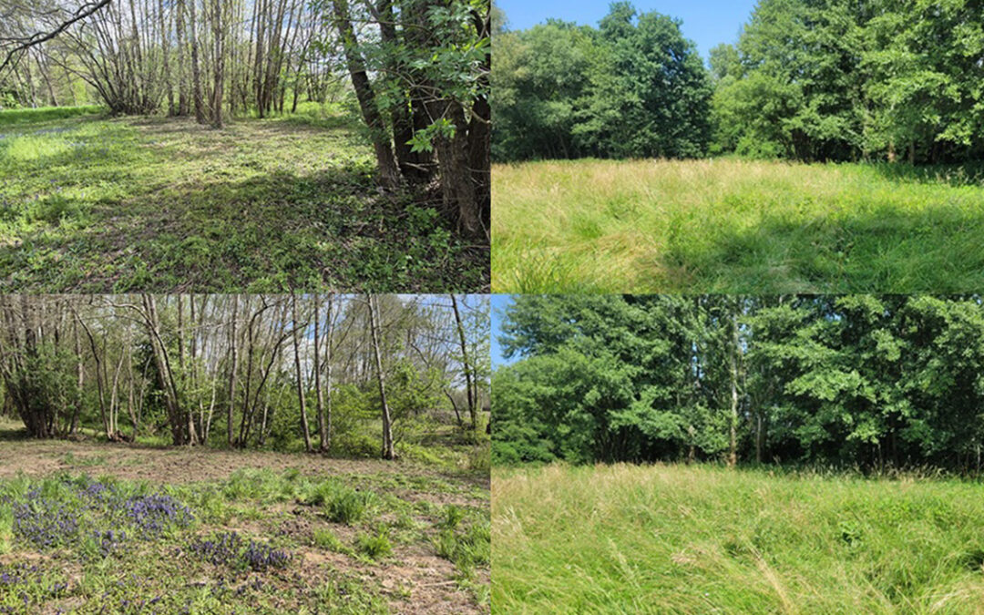 Restoring a Natura 2000 Meadow for Large Blue Butterflies