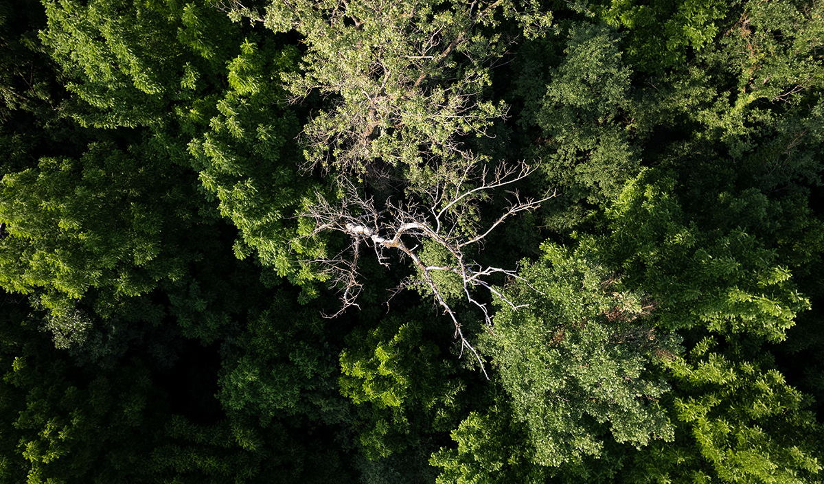 LR4MDD_Amazon_of_Europe_Forest_(c)_Marko-Lorenzo_Blaslov Amazon of Europe Forest