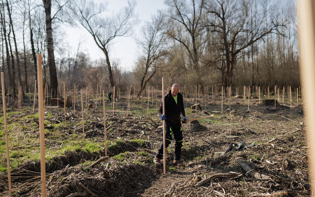 4,500 Oaks Planted to Restore Floodplain Forests Along the Mura