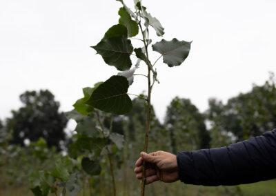 LIFE RESTORE for MDD Forest Restoration Works in Slovenia