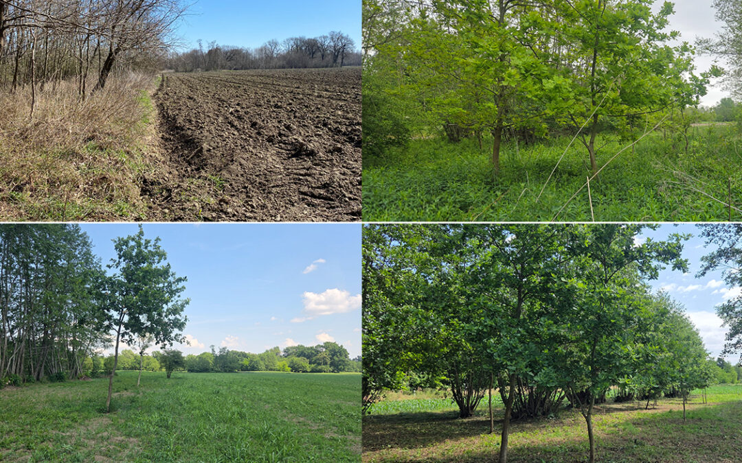Restoring Meadows in the Donje Međimurje Natura 2000 Site